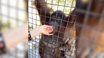 Orangotango fuma vape em vídeo com lutadora de MMA e revolta ativistas