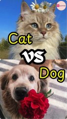 Cats vs Dogs – Who Wins Your Heart? ❤️