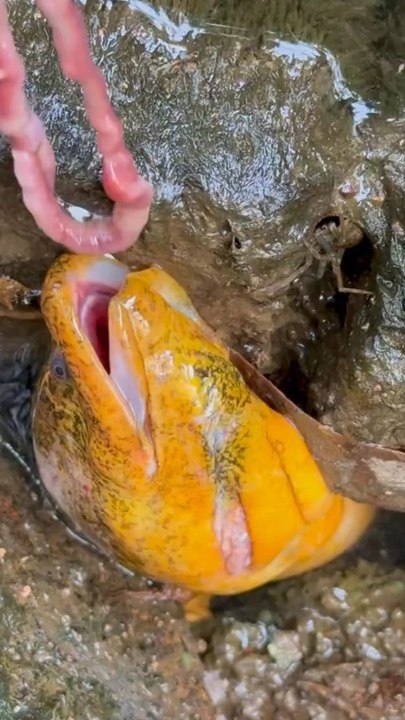 fish