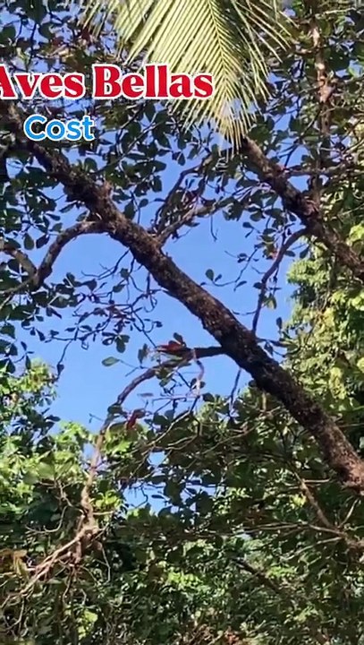 Aves Hermosas de Costa Rica
