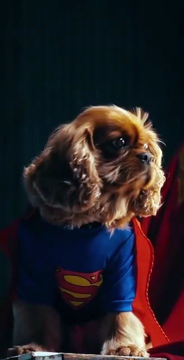 Superman – Ator leva seu cão no set de estúdios #superman