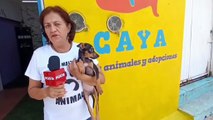Nace oasis para la adopción de perros y gatos en Chiapas