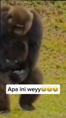 The beautiful 🥰 monkey 🐵🐵 hot 🔥🔥 moment