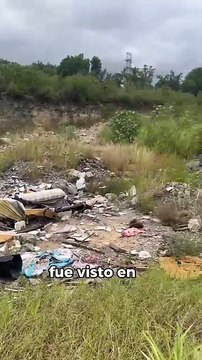 Carretoneros: así afectan a los ciudadanos en Nuevo León… y a los caballos