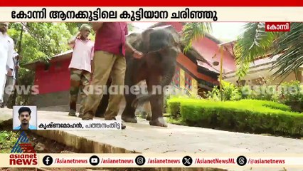 ആനപ്രേമികളുടെ പ്രിയപ്പെട്ട കുട്ടിയാന കൊച്ചയ്യപ്പൻ ചെരിഞ്ഞു;  കാരണം തേടി വനംവകുപ്പ്