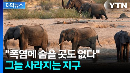 [자막뉴스] "폭염에 우리도 더워요"...동물들의 여름 나기 대작전 / YTN