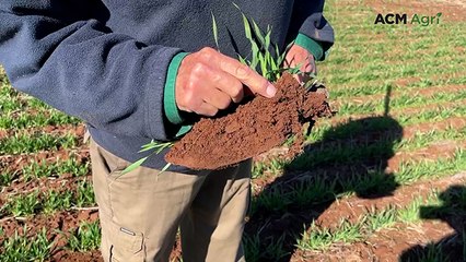 Boost Your Farm’s Productivity with Innovative Soil Carbon Additive 🌱