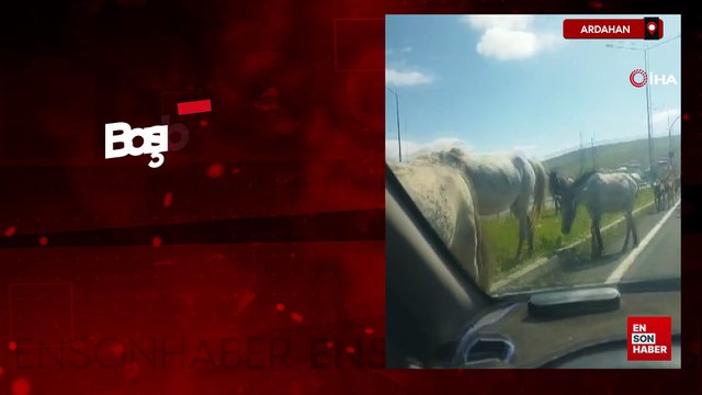 Ardahan’da başıboş atlar trafikte tehlike saçıyor