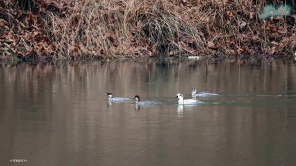 Vịt mào (Smew) – Bóng ma trắng giữa rừng nước lạnh