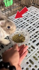 Rabbit Throws a Tantrum Over Dinner 🍽️ #shorts