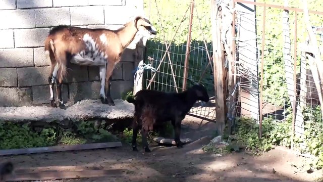 Σε επιφυλακή οι αρχές στη Στερεά μετά τον θάνατο κτηνοτρόφου από ιό Κριμαίας–Κονγκό