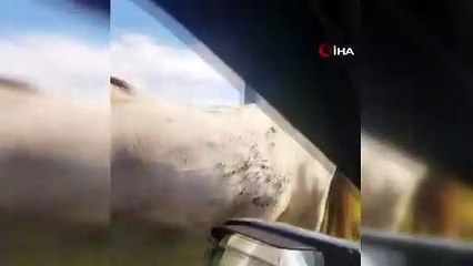 Ardahan’da başıboş atlar trafik güvenliğini tehdit ediyor