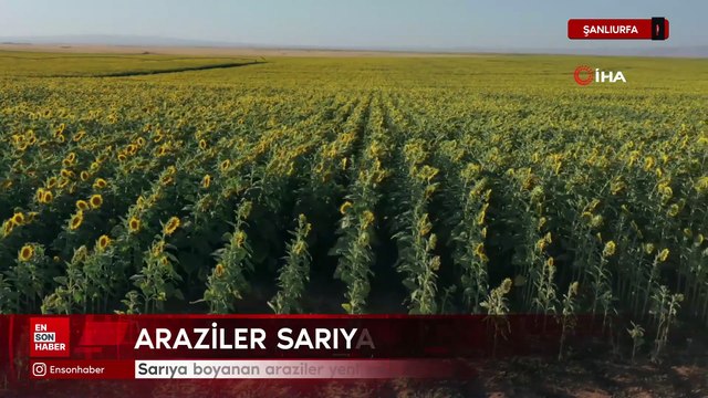 Şanlıurfa'da sarıya boyanan araziler yeni evlenen çiftlerin akınına uğruyor