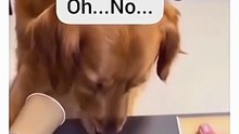 funniest dog compilation laugh till you cry! 🐶😂