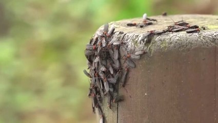 Watch as millions of ‘lovebugs’ swarm hikers on South Korean mountain