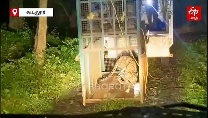 குடியிருப்புக்குள் சுற்றி திரிந்த காயமடைந்த சிறுத்தை: கூண்டில் பிடித்து சிகிச்சை!