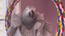 craziest parrot ever laugh till you cry! 🦜😂
