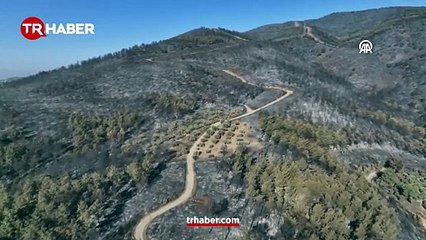 Fotoğraflar yürek yaktı! Hatay'ın ciğerleri kül oldu: Zarar gören alanlar görüntülendi!