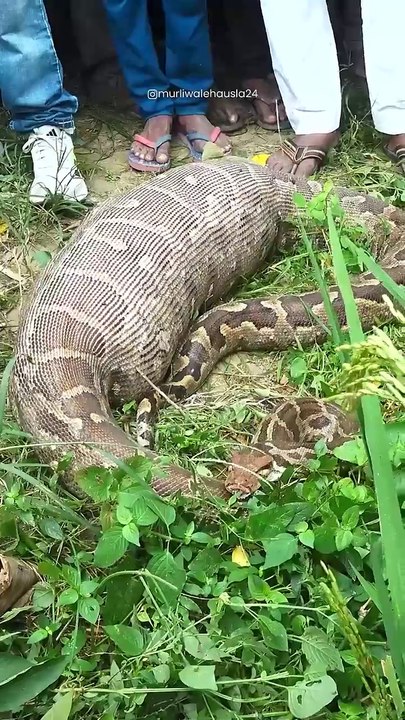 "An astonishing act caught on camera — this man surrounded by venomous snakes in a well! 😱"