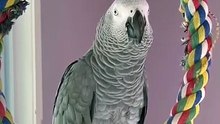 parrot says i love you big kiss so funny and cute! 😂