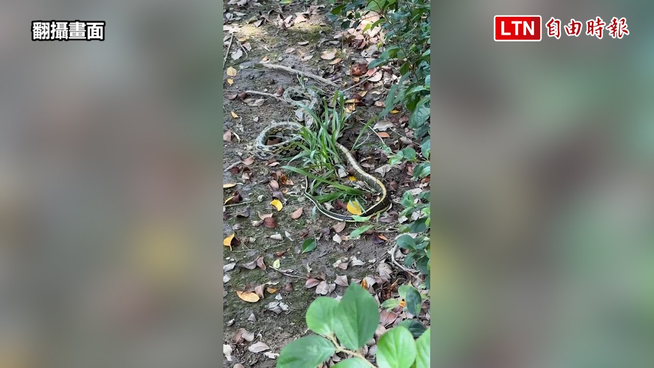 竹市護城河親水公園草叢大蛇亂竄 小孩目睹抓蛇驚魂記（翻攝畫面）
