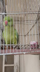 I love parrot/parrot video/birds video