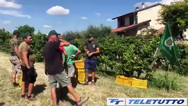 Video News - Decreto flussi e agricoltura: Servono più lavoratori stagionali