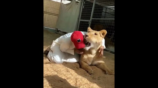 Ce lion déteste les casquettes