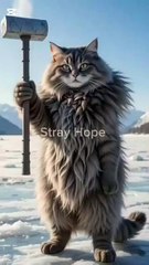 The Secret Lives of Stray Cats Explored