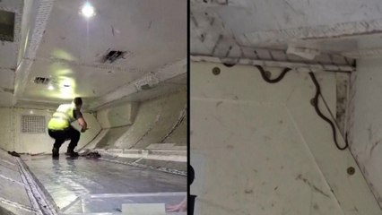 Una serpiente provoca un retraso de dos horas en la salida del vuelo
