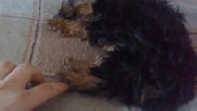 yorkshire terrier dormant