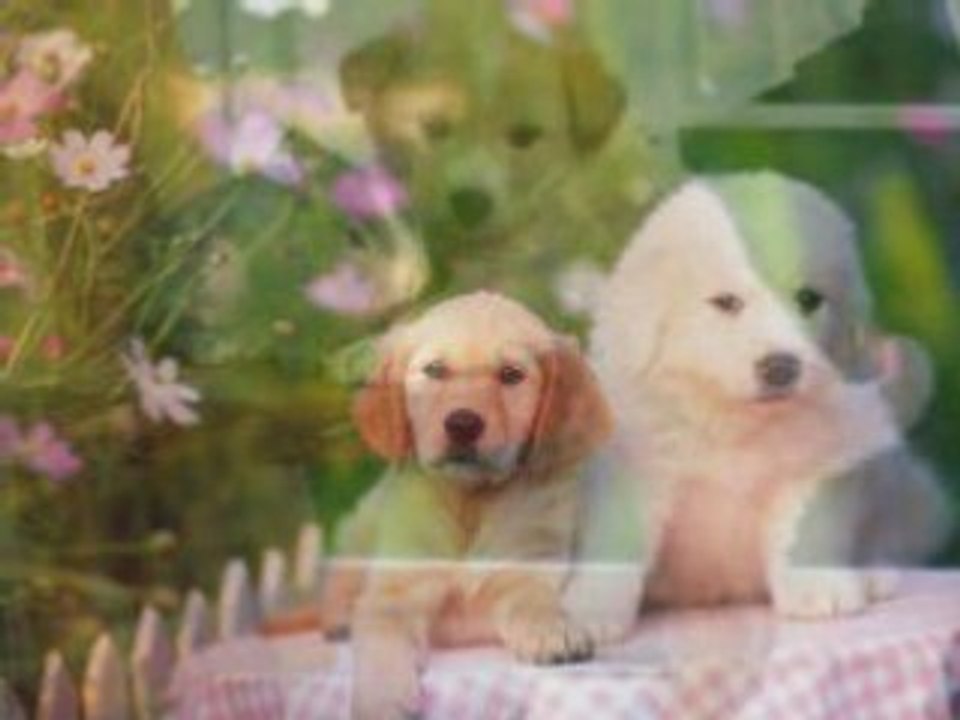 Chiot