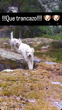 Cuidado firulais 🐕 sufre aparatosa caída