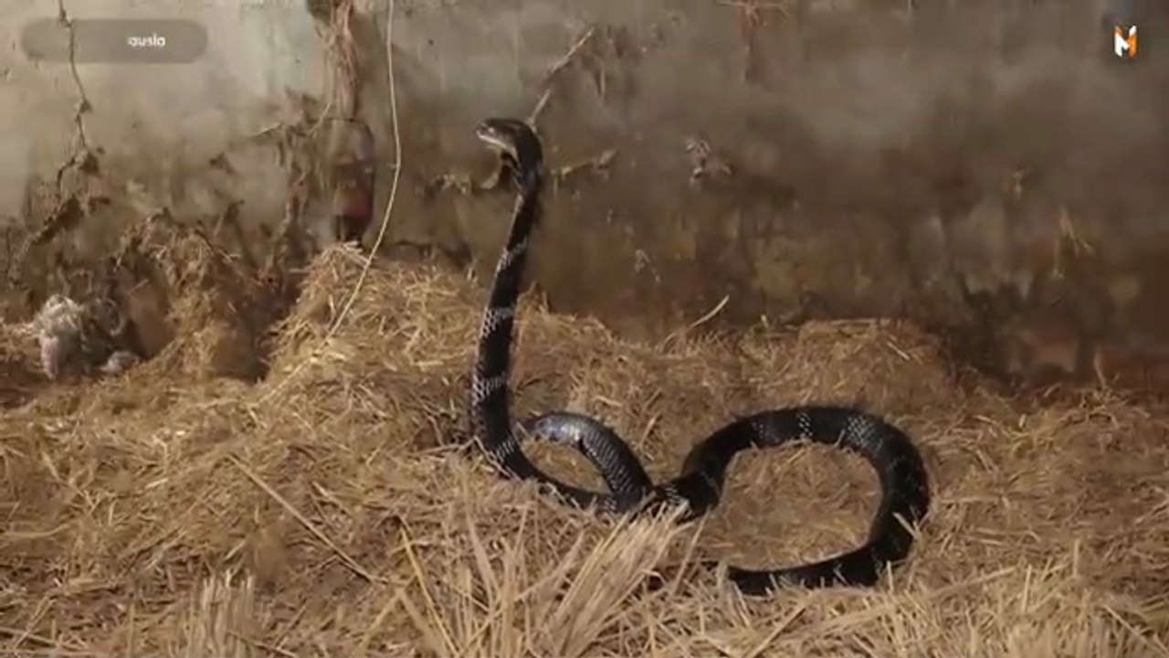 the world’s most dangerous snakes, this man came face-to-face with two King Cobras at once.. 🤔😲 King Cobra