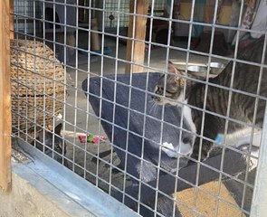 Canicule : les refuges animaliers en surchauffe