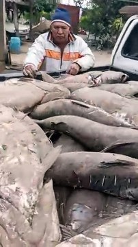 ¡Alarma en el río Grande! Decenas de peces aparecen moribundos en Okinawa