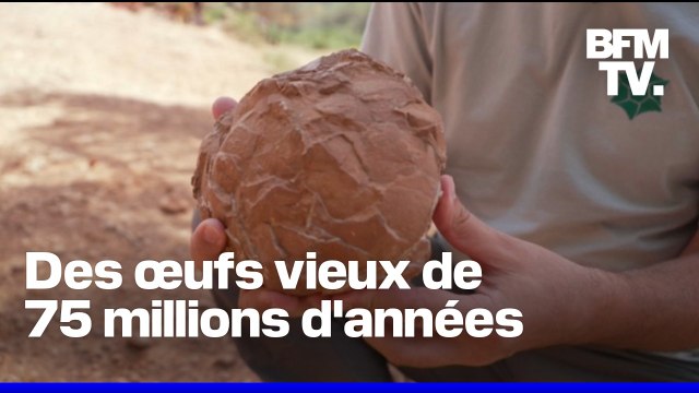 Eggs-en-Provence : le plus grand gisement d'œufs de dinosaures au monde se situe en France
