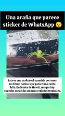 Está araña tiene una carita feliz en su cuerpo