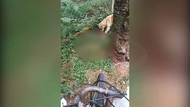 Cães abandonados caçam e matam animais silvestres no entorno do Zoológico de Curitiba