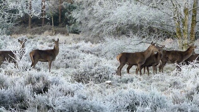Os animais mais fofos do mundo n•37