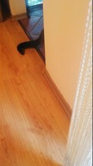 Whose Cat Is This?! It’s Not Mine… But He Acts Like It 😼 #shorts