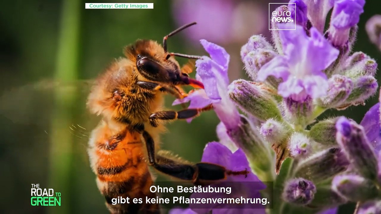 Können honigbienen und wildbestäuber koexistieren?