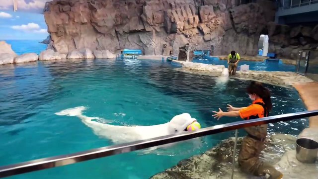 Os animais mais fofos do mundo n•39