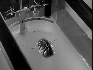 Donovan's Brain 1953 ★★★ Horror/Sci-Fi (CC) Nancy Davis (Reagan) Lew Ayres