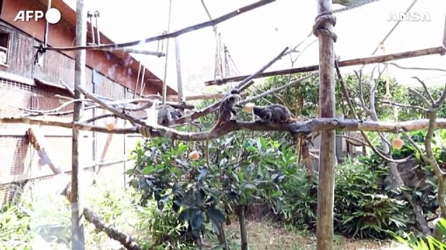 Caldo a Roma, cubetti di ghiaccio per gli animali del Bioparco