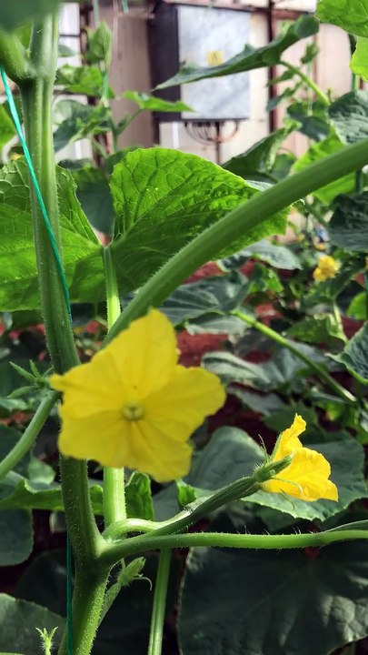 Hıyar çiçeği ve trips (cucumber flower and thrips)