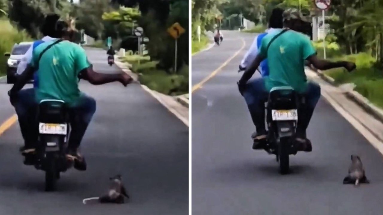 VIDEO | Dos hombres en moto arrastraron a toda velocidad a una zarigüeya en Cauca