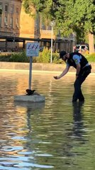 Officer Saves Chick and Tenderly Restores It to Its Nesting Spot