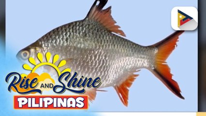 Umano’y ‘alien fish’ na kumakalat sa Laguna de bay, pinag-aaralan ng D.A. at BFAR; posibleng epekto nito, binabantayan