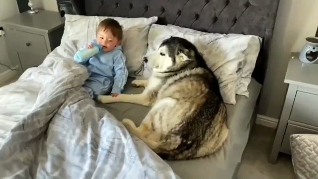 Dog refuses to leave the bed and then proceeds to fall asleep while looking after the little one.